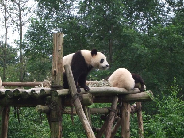 Adult Pandas