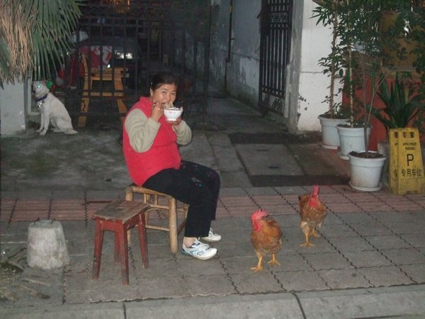 Local with roosters and dog