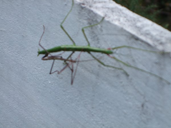 stick bug in Russell