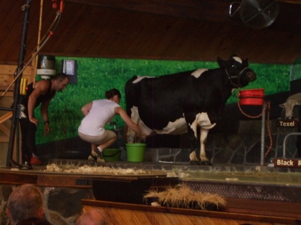 Me milking the cow