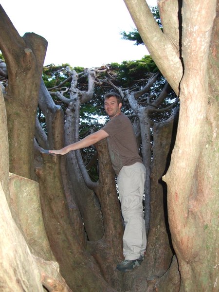 Pete in a tree 