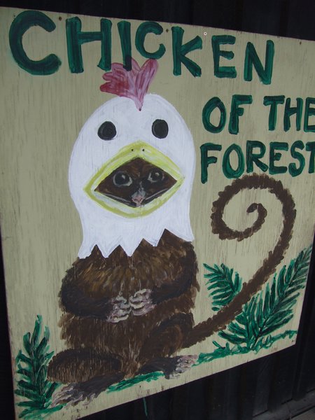 Possum-Chicken of the Forest