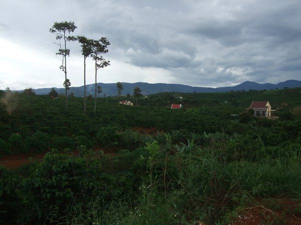 Central Highlands coffee plantations