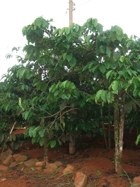 Coffee plant, 1st time we ever saw one
