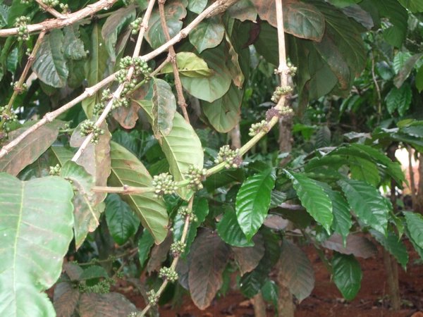 coffee beans on the plant