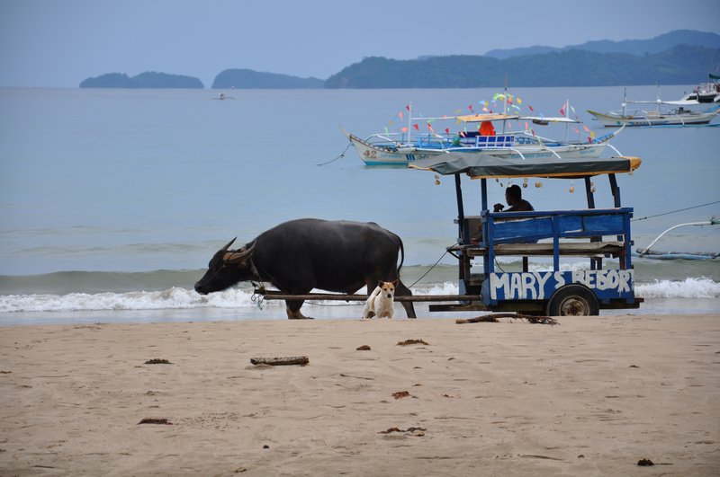 Never seen a water buffalo on the beach before