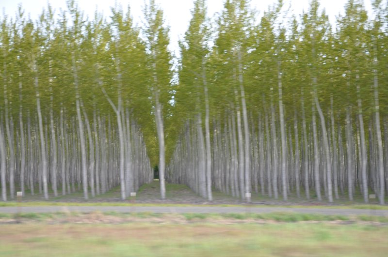 Tree Farm along I-84 Oregon