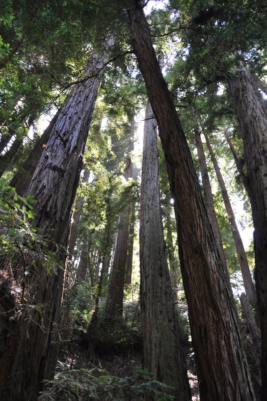 California Redwood trees