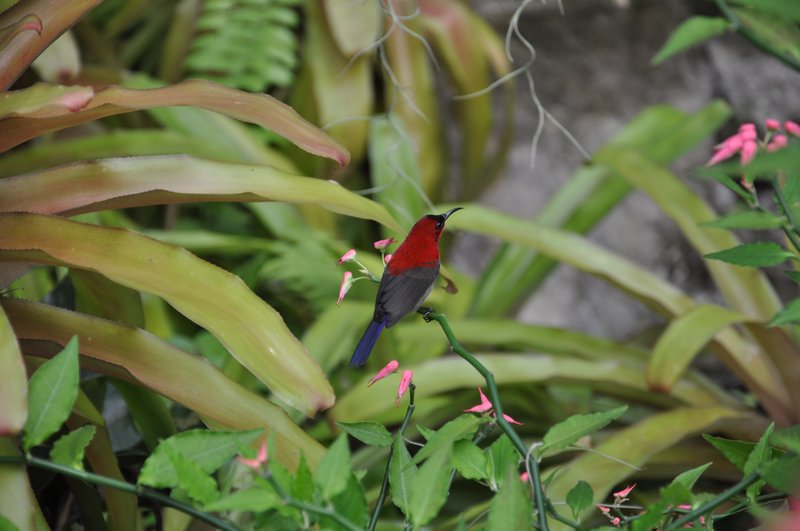 colorful bird at Orchid Garden