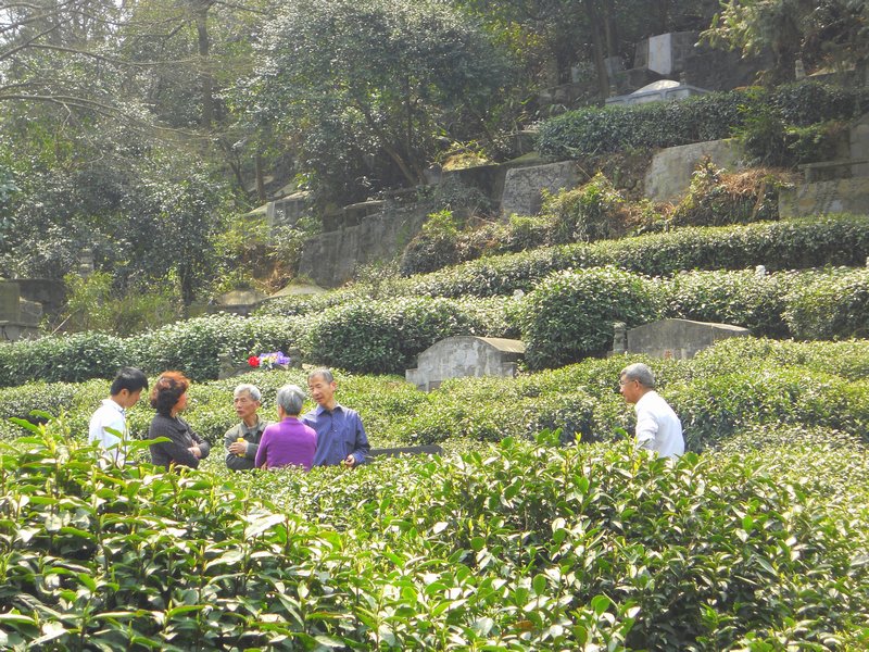 Monday in the nearby tea terraces