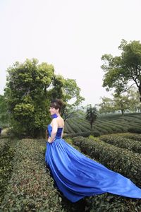 Longjing Lu tea fields