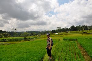 in the rice paddies