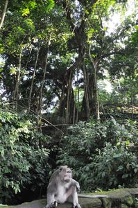 Monkey Forest