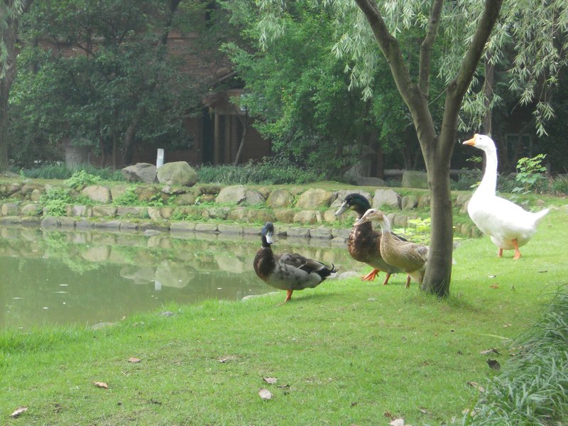 Goose & Ducks