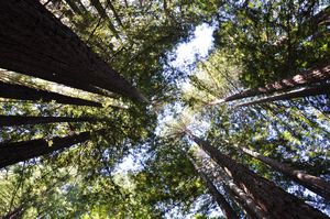 Redwoods inside Jack London State Historic Park