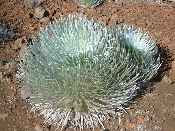 typical Haleakala flower