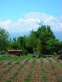 The Farm Vs. Fuji