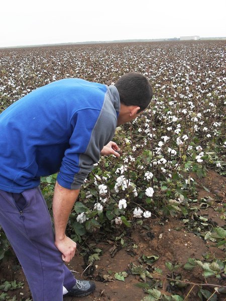 A cotton field