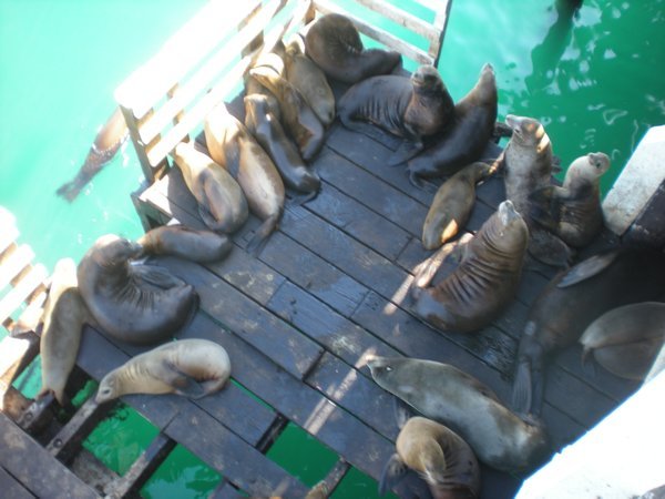 Sea lions on the jetty