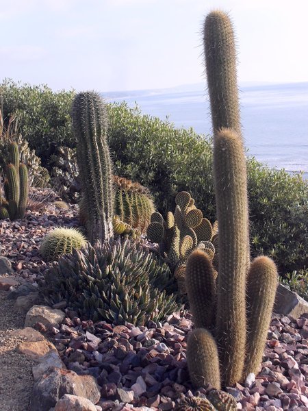 Cacti in Meditation Garden