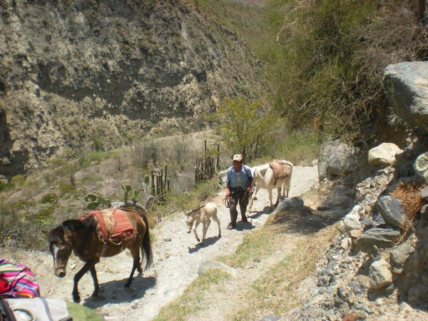 A foal does the Inca Trail