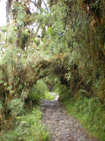 The path through the jungle
