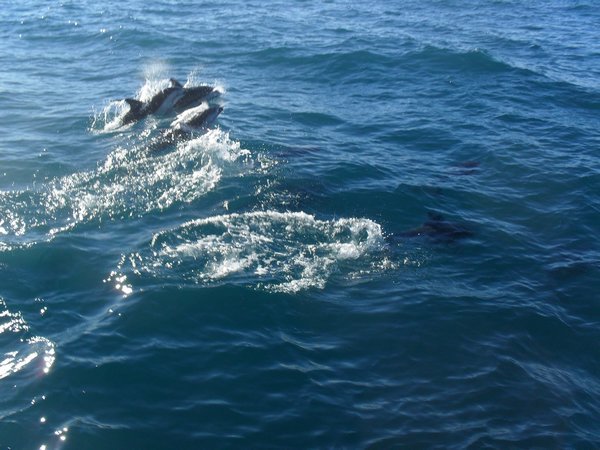 Yet more dolphins