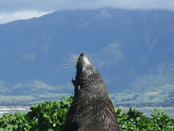 New Zealand fur seal having a yawn!