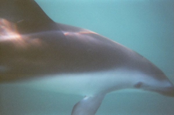Taken with a disposable underwater camera so you can see how close we got