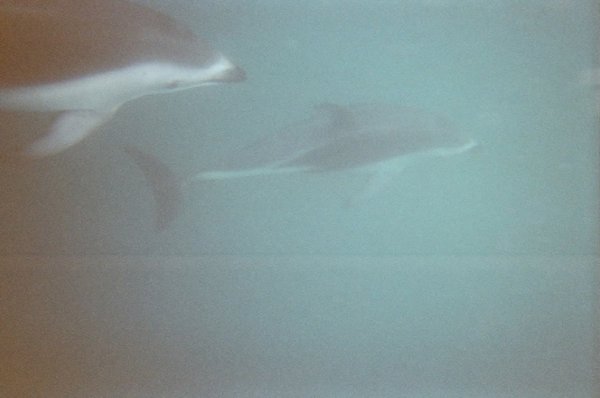 Two dolphins swim past