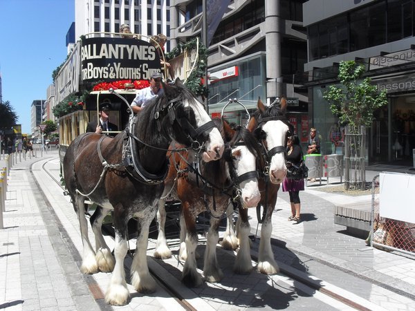 Horses in Christchurch square pulling tram