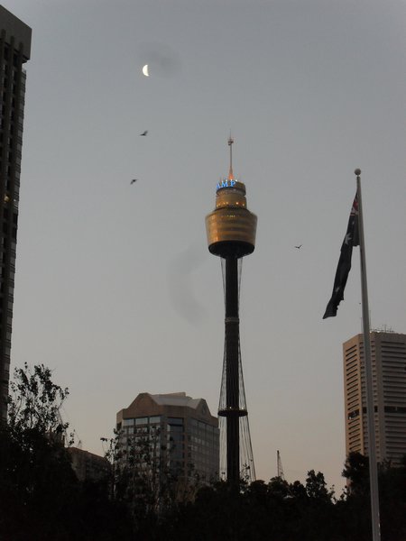 The Sydney Tower at Twilight