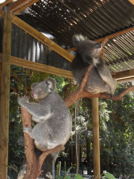  Relaxed Koalas