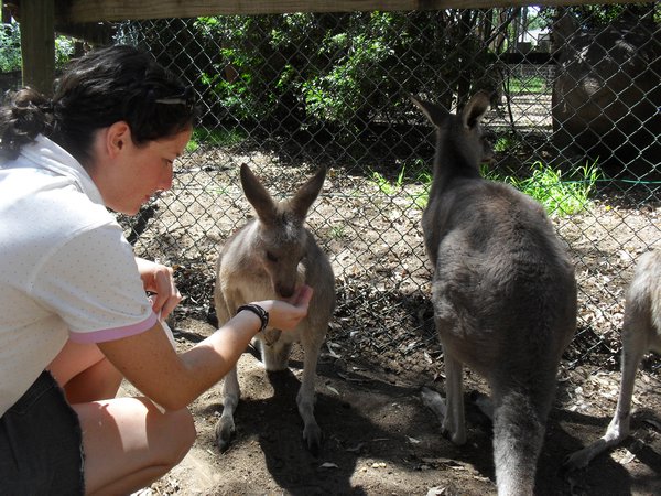 Bowks with Kangaroo
