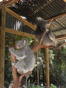  Relaxed Koalas