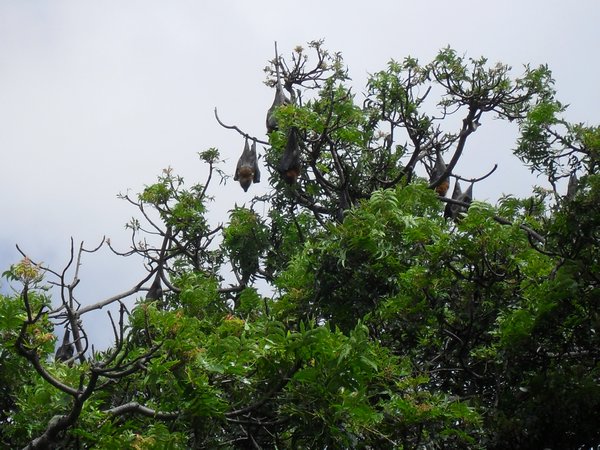 Bats hanging in the trees