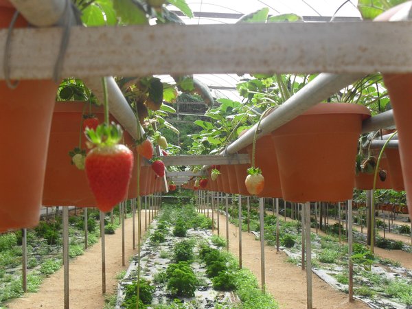 The Big Red Strawberry Farm