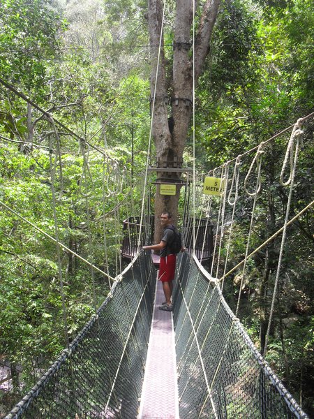 On the canopy walk