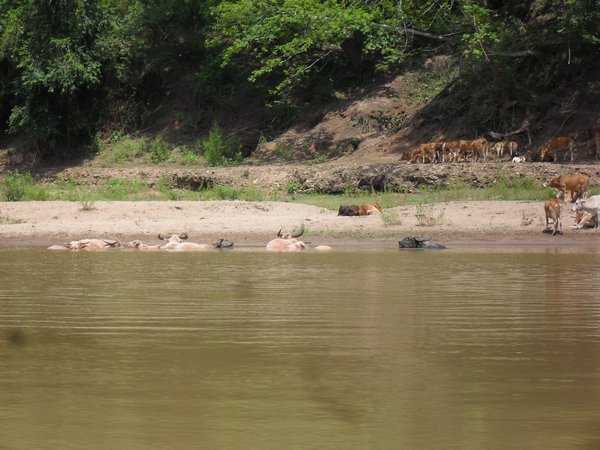 Cows bathing in the river