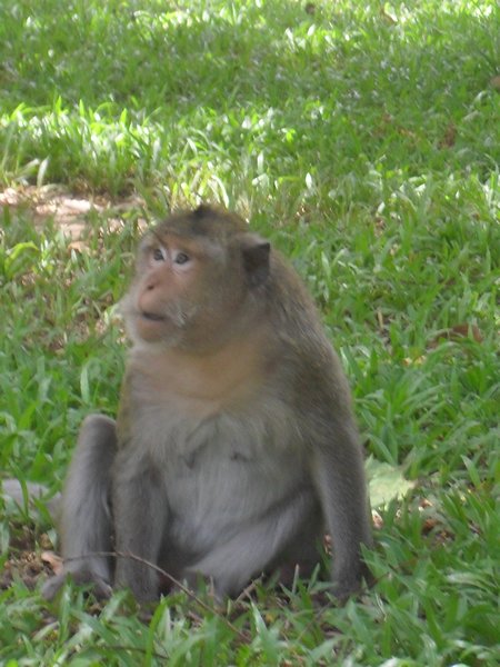 Monkey sat outdside Wat Phnom