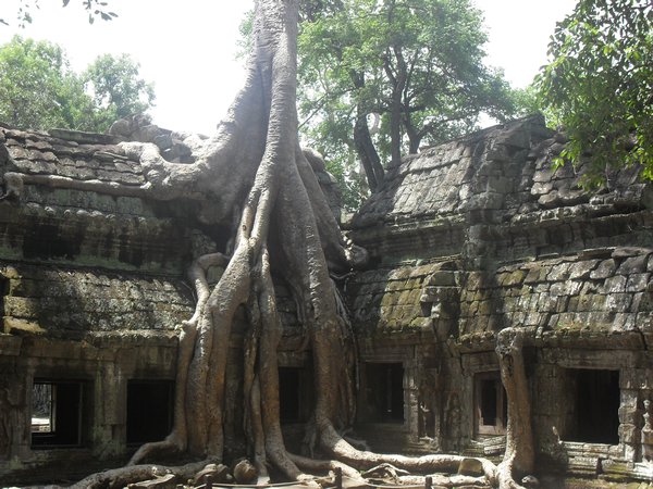 Trees taking over the temples at Ta Prohm
