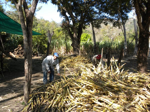 Dulce: Collecting the sugar cane