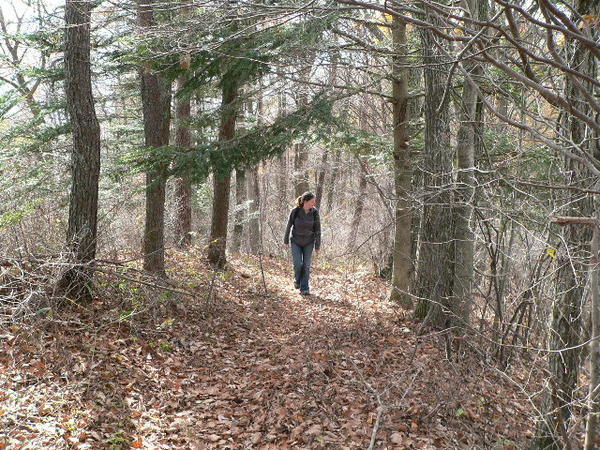Woodland Walking, near Kawaguchi-ko