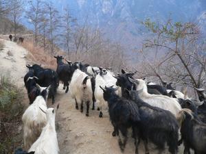 Goat-cam - Tiger Leaping Gorge