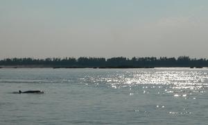 More Dolphins, Kampi near Kratie