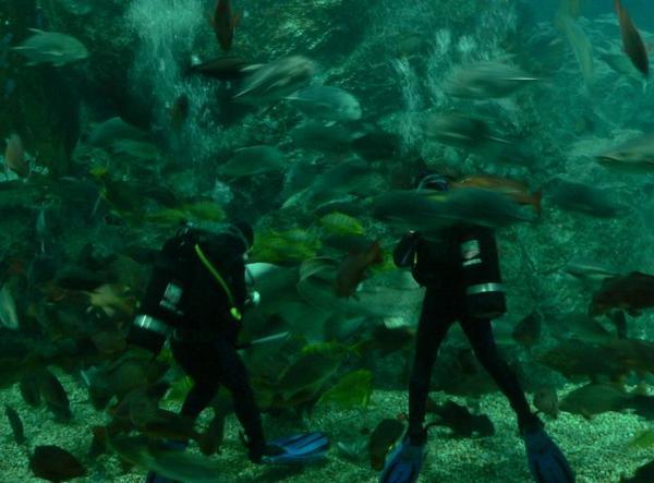Divers Eaten by Hungry Bass - Bangkok Aquarium