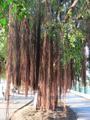Hairy Armpit Tree, Khon Kaen