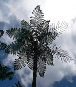 Starry Palm Tree, Tanah Rata