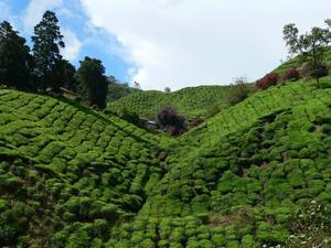 Tea, Boh Tea Estate, Tanah Rata