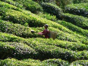 Tea Harvesting, Tanah Rata